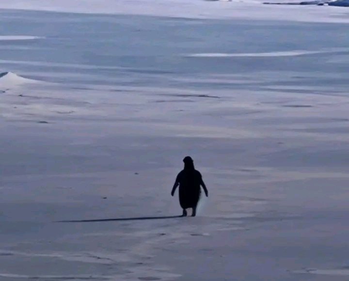 Good morning Say it back is free We move stronger this time https://t ...