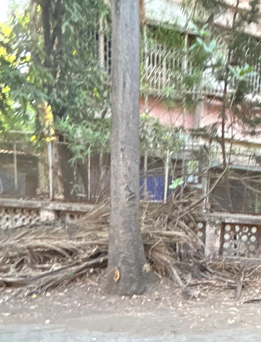 SentinelWachter's tweet image. Residents are putting on the app as well, just amplifying yet again here to @mybmchealth @mybmc @mybmcWardMW @mybmcInfra This has been a continuous process here as per the residents of #sector6 #chhedanagar #chembur