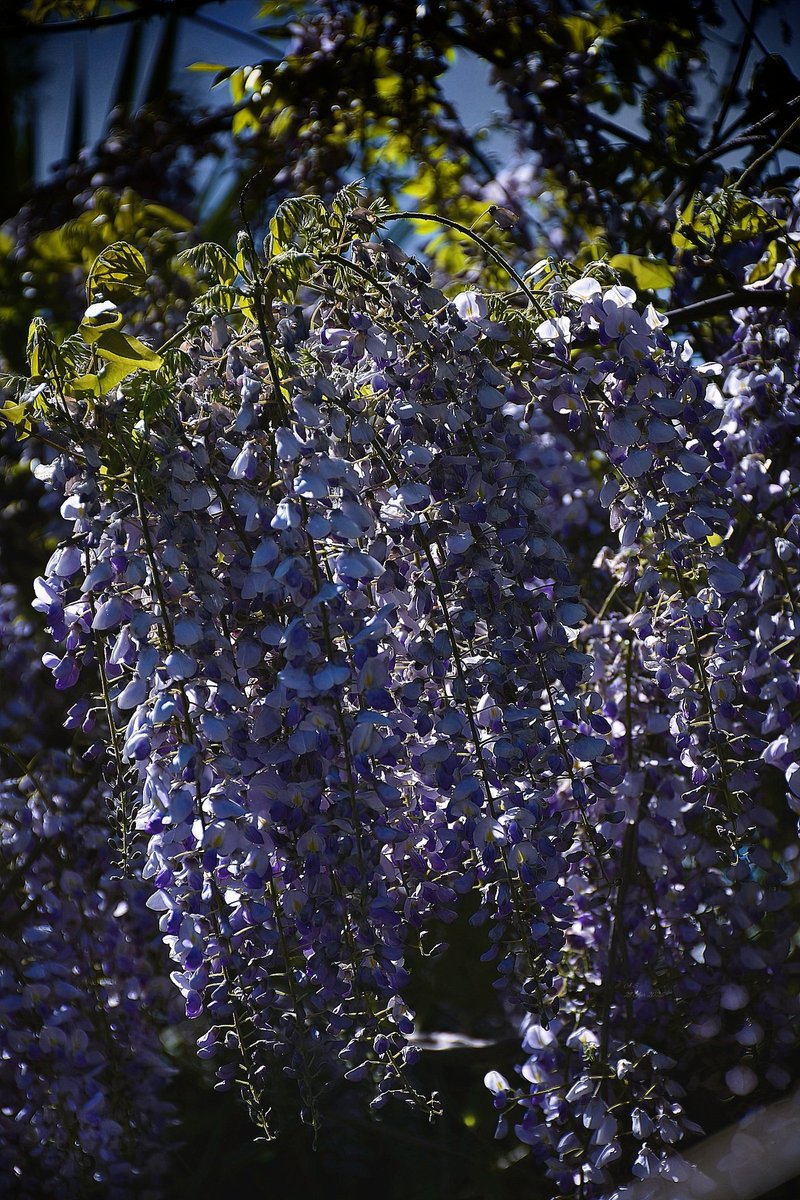 A_Sapphireh's tweet image. ...poi mi sono svegliata 
#Wisteria #shadesofblue #purple, #pink

📸Aura S.