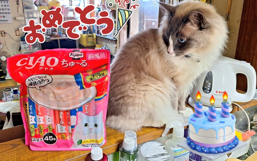 ih_877's tweet photo. ﾝﾎﾞA.K.A銀シャリが二歳になりました。
フォロワー様や身内にたっぷり可愛がられまだ二歳とは思えない貫禄と毛量のラグドールとなりました…
生まれてきてくれてありがとう https://t.co/zQS4ZpXy5Z