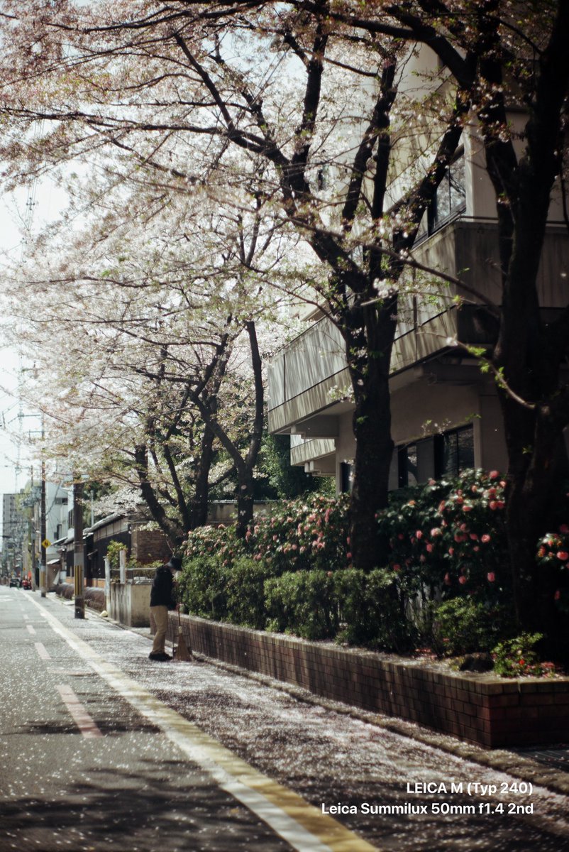 kyoto_snap's tweet image. 散り際のワンシーン
#streetphotography #streetsnap #street #snap #kyotosnap