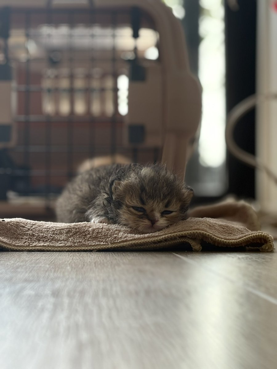 東京キャットガーディアン山本葉子 tweet media