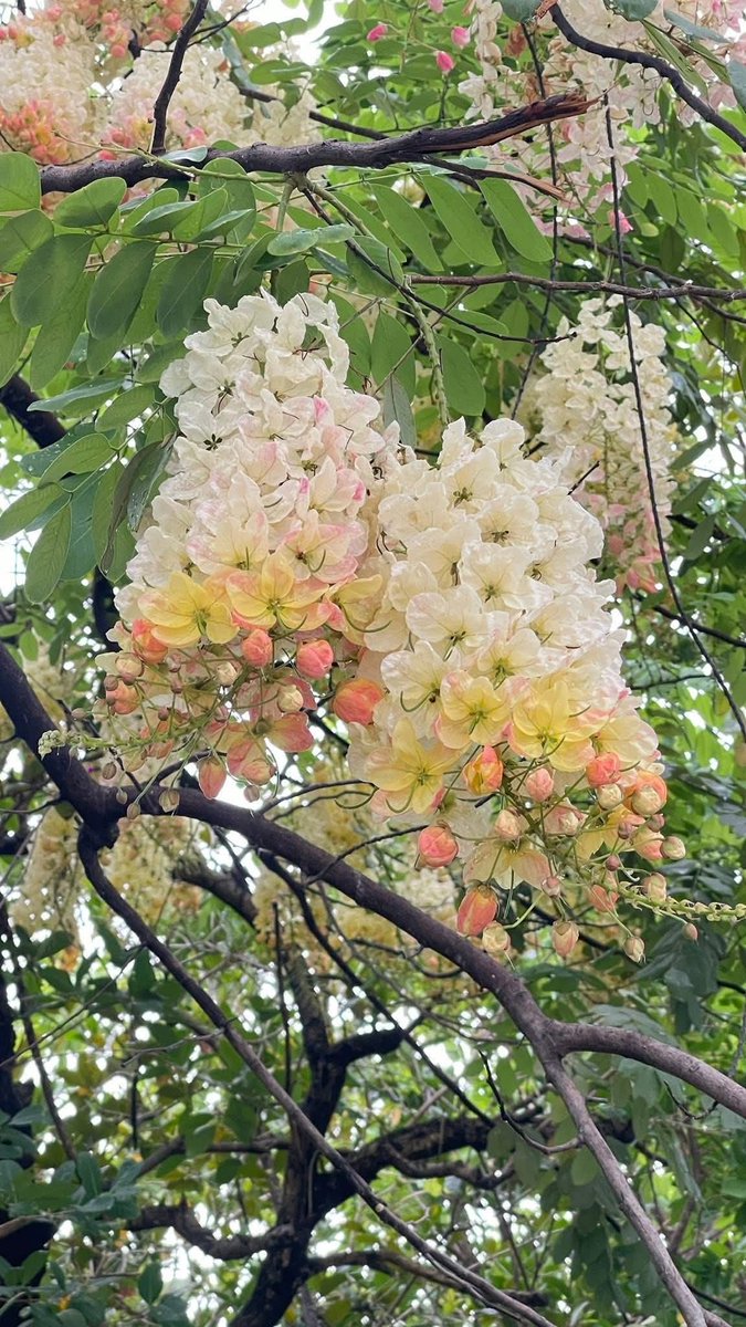 🇹🇭(KruTa)🇹🇭 tweet media