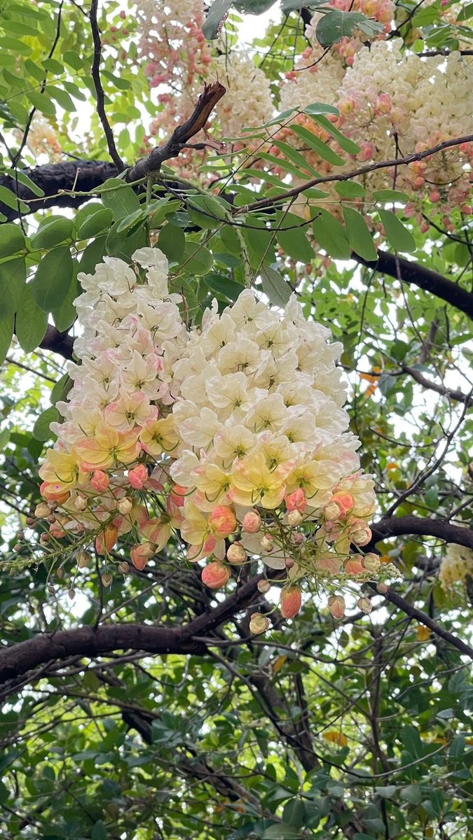 🇹🇭(KruTa)🇹🇭 tweet media