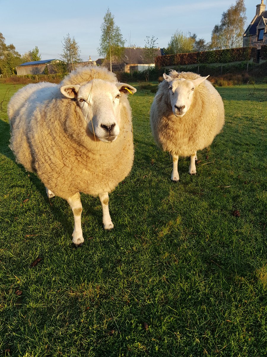 Irene Mackay#The Vegan Shepherdess tweet media