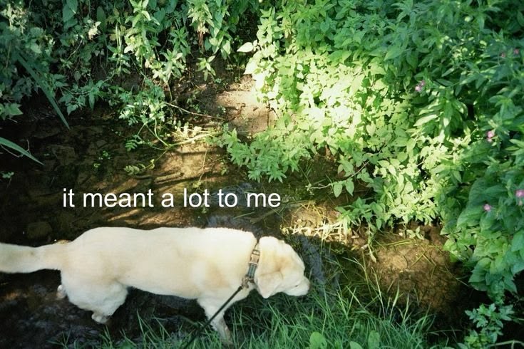 caninepoetry tweet media