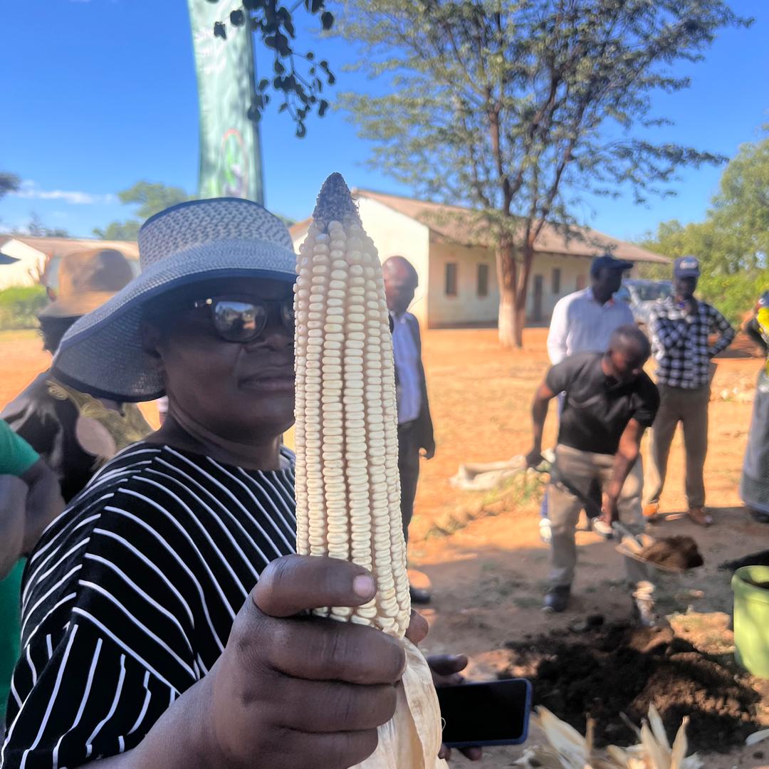 zfu_official's tweet photo. ZFU convened a Women’s Empowerment Meeting in Mhondoro-Ngezi. President J Jawi emphasized that women are central to Zimbabwe’s food security. The event featured biochar and compost demonstrations to support resilient, sustainable agriculture. https://t.co/mdv2HaPEn2
