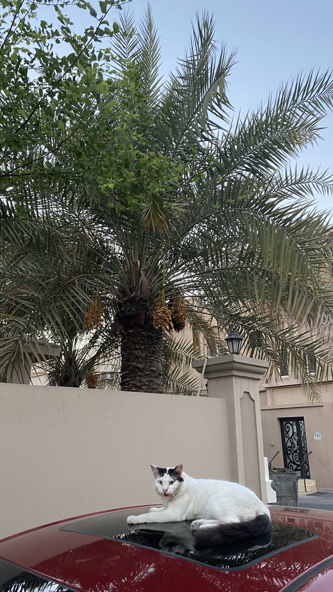 Sou 🐆 tweet media