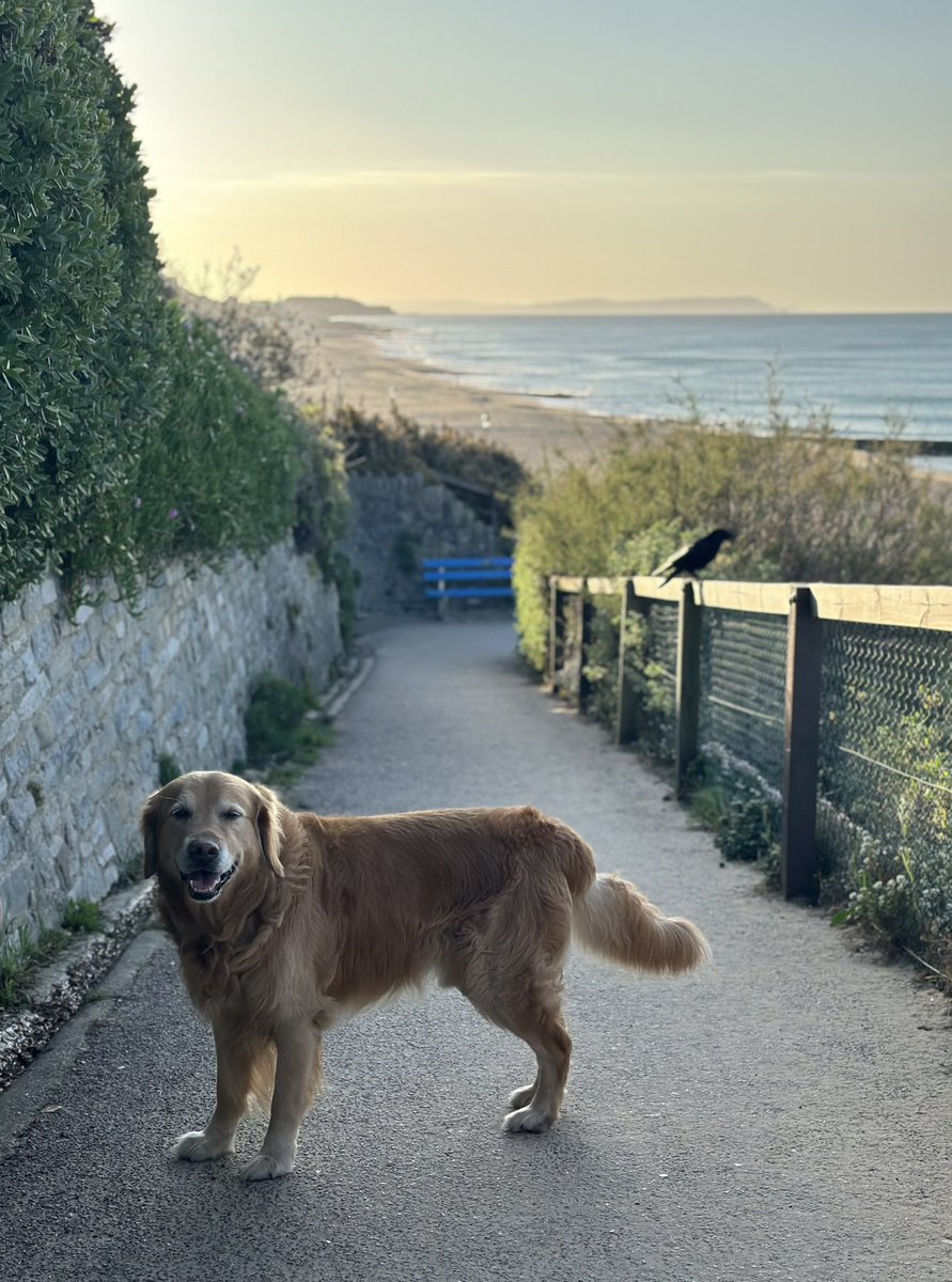 geoffzzzzzz's tweet image. Early doors 💛🐾🐾💛

#SouthbourneBeach #Bournemouth