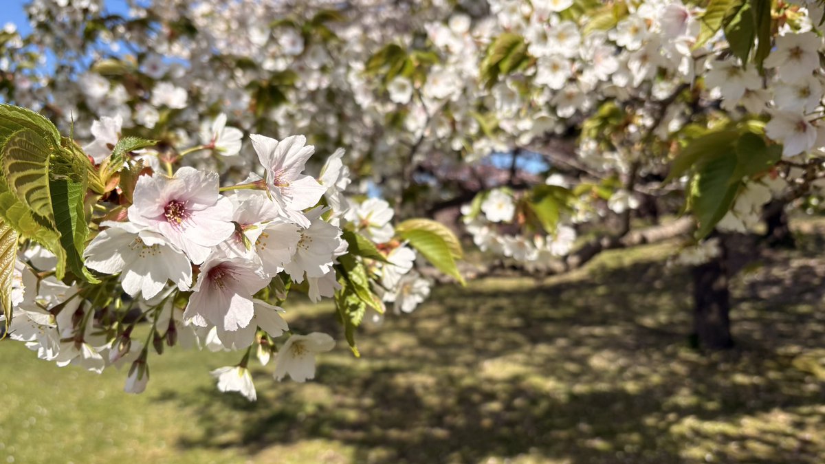 ㉜新作!マスカット❣️華切子❣️珊瑚の花❣️祭囃子❣️発根済! メルカリ便込 さくらまつり開催中の松前町🌸 城前は見頃の桜もあれば散る桜もあり