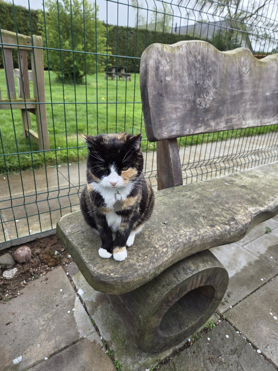 ShropsCatRescue's tweet image. #WhiskersWednesday - Gaia out &amp;amp; about now the weather is getting warmer &amp;amp; probably hoping for a sunny day. #inthecompanyofcats #villagelife #seniorcats #catrescue