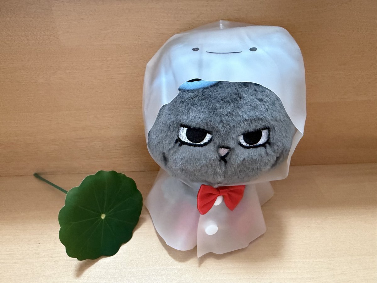 NON(のん)⛰️🐈‍⬛💕🐝☘️ tweet media