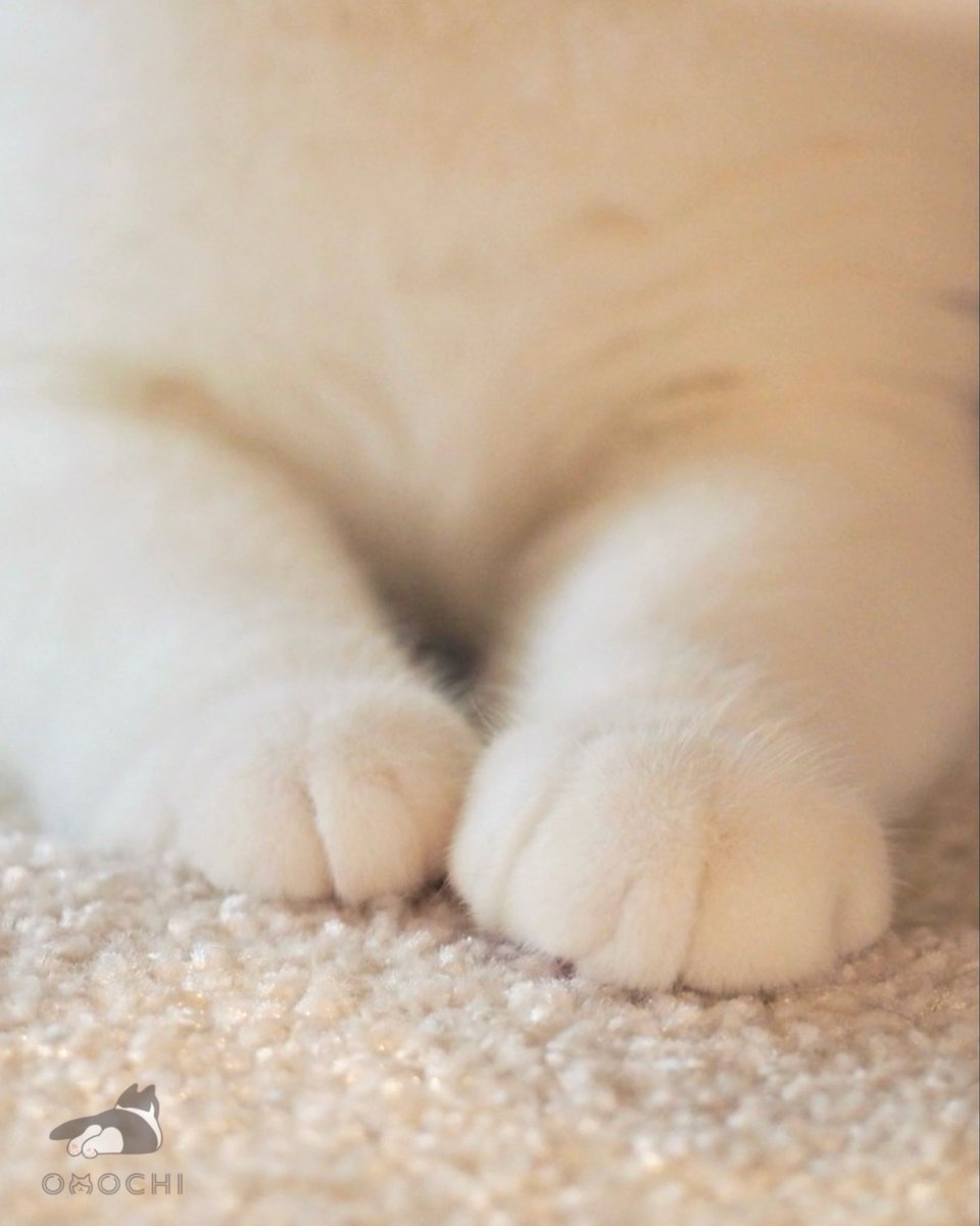 おもち tweet media