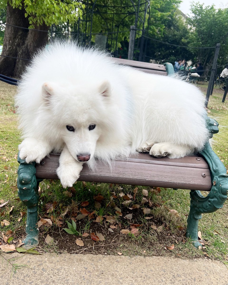 ダッツファミリーCh. tweet media