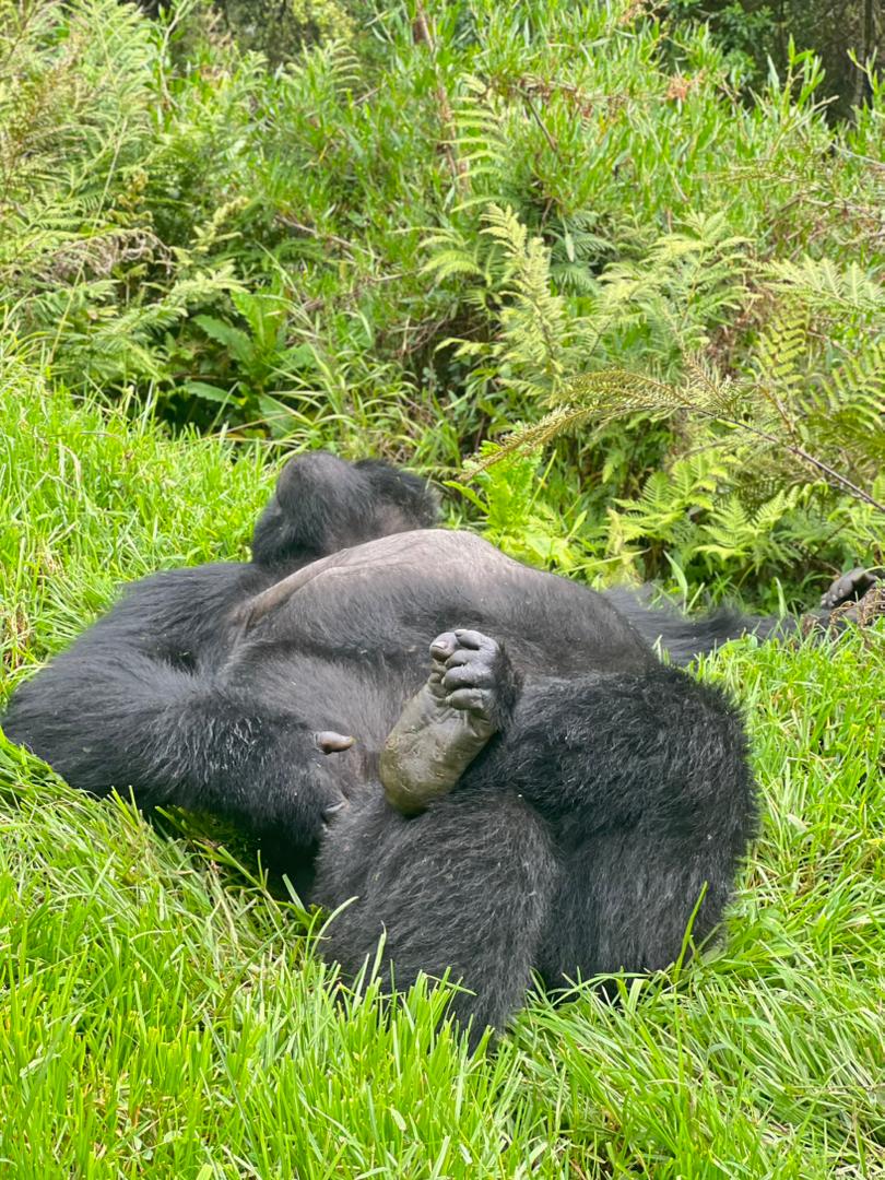new_era_safari's tweet image. In the heart of Bwindi Impenetrable National Park, where the wild still whispers, a gentle giant watches the world in silence. 
Not just a moment—this is a connection to something truly rare.

#MountainGorilla 
#VisitUganda 
#ExploreAfrica 
#WildEncounters