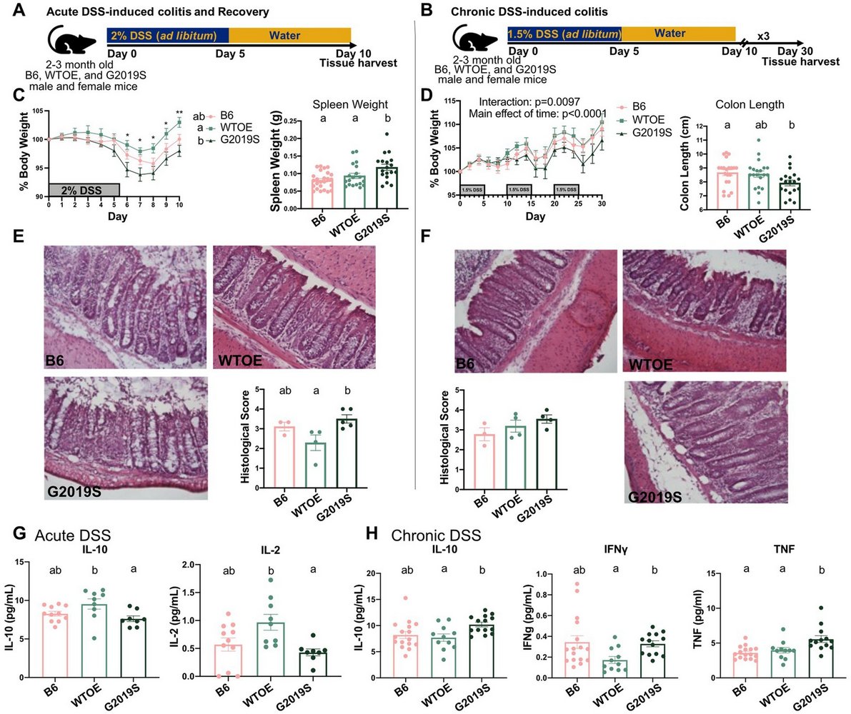 ScienceofPD's tweet image. Using BAC mice overexpressing WT mouse Lrrk2 or G2019S-Lrrk2, researchers report that while Lrrk2 variants may influence the genesis of peripheral inflammation, they do not exacerbate the effects of inflammation in a #Parkinsons model
frontiersin.org/journals/cellu…