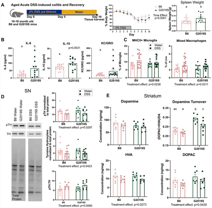 ScienceofPD's tweet image. Using BAC mice overexpressing WT mouse Lrrk2 or G2019S-Lrrk2, researchers report that while Lrrk2 variants may influence the genesis of peripheral inflammation, they do not exacerbate the effects of inflammation in a #Parkinsons model
frontiersin.org/journals/cellu…