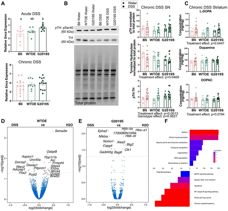 ScienceofPD's tweet image. Using BAC mice overexpressing WT mouse Lrrk2 or G2019S-Lrrk2, researchers report that while Lrrk2 variants may influence the genesis of peripheral inflammation, they do not exacerbate the effects of inflammation in a #Parkinsons model
frontiersin.org/journals/cellu…