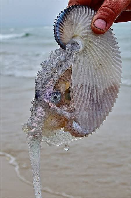 staying_wp's tweet photo. Struisbaai Nautilus 🐠 🐠 🐠 https://t.co/0FXIR7c69w