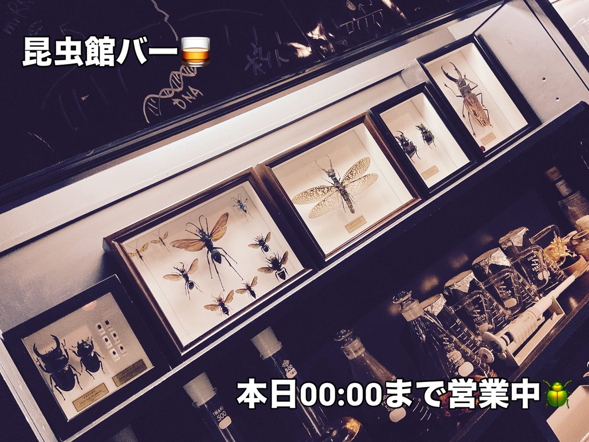 昆虫館Bar Species tweet media