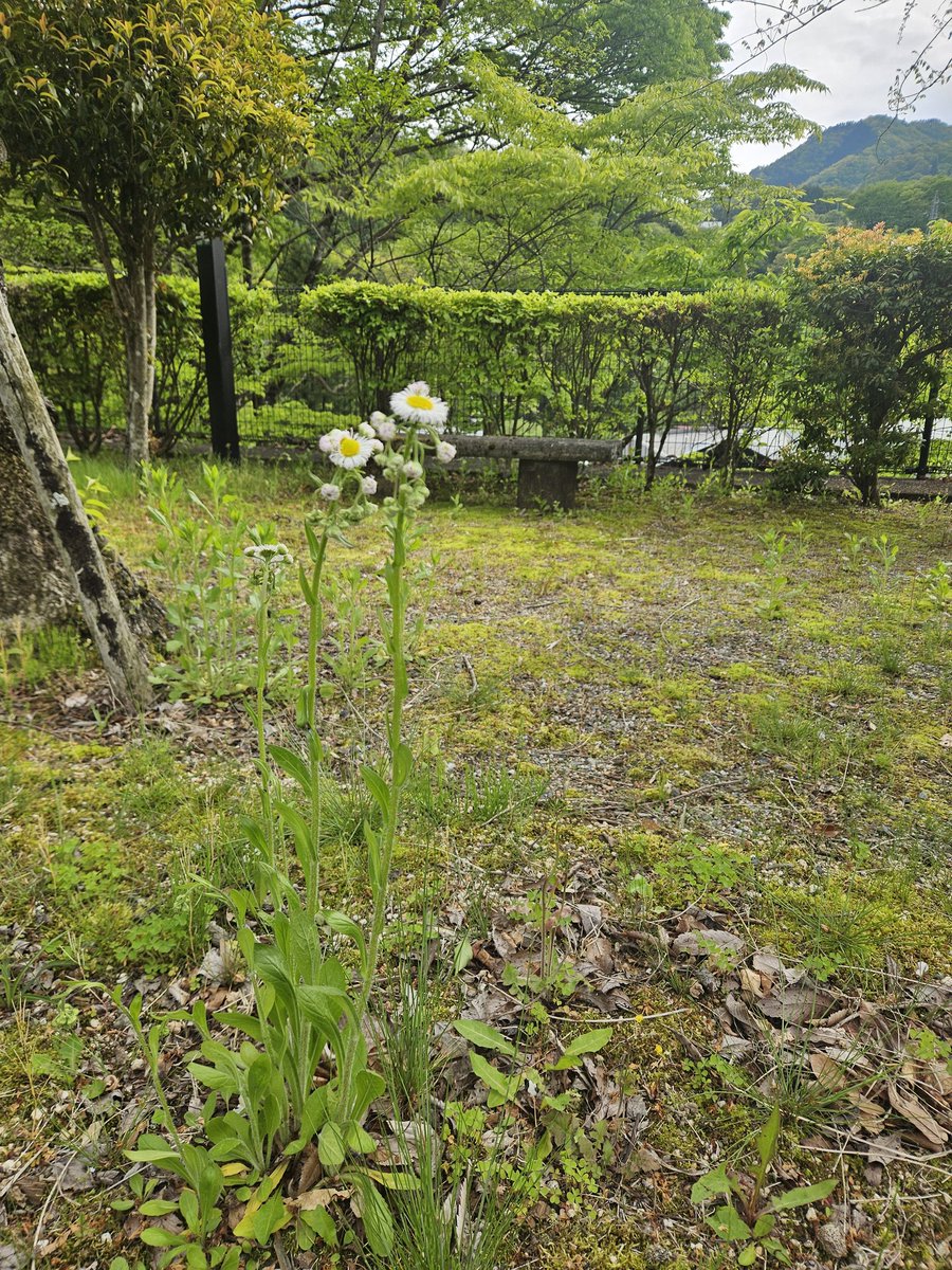 akiXgreat's tweet photo. 一人旅の先で、白くて背の高い花とライオンによく似た姿の花みっけた
#BUMP https://t.co/pVpnB2I5Oh