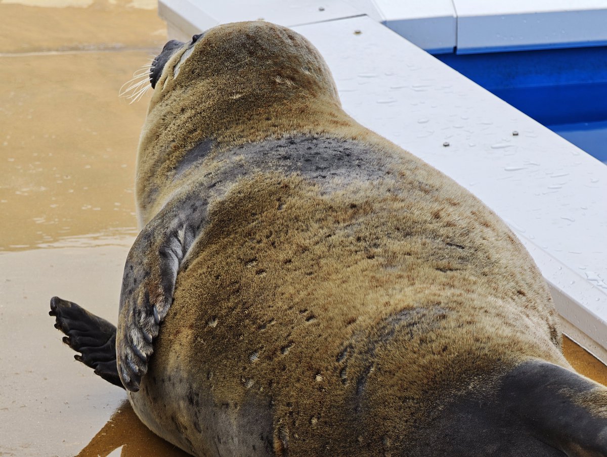 MUKAI Satoru tweet media