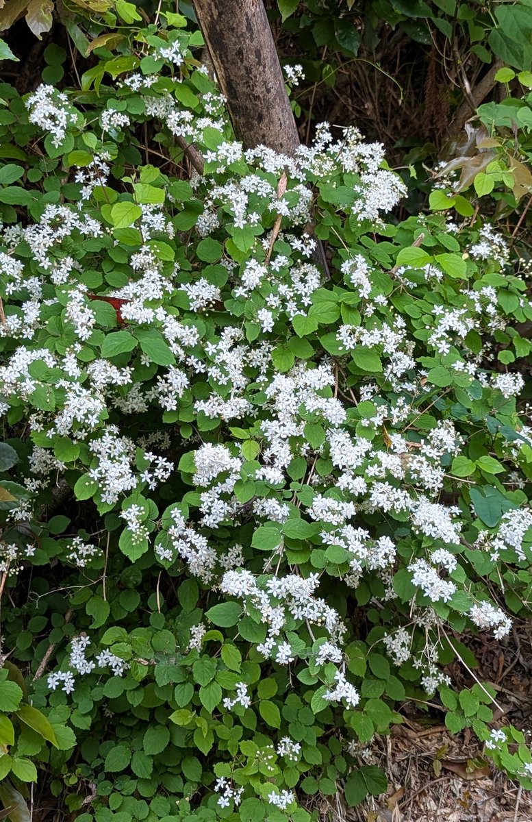 たてしま tweet media