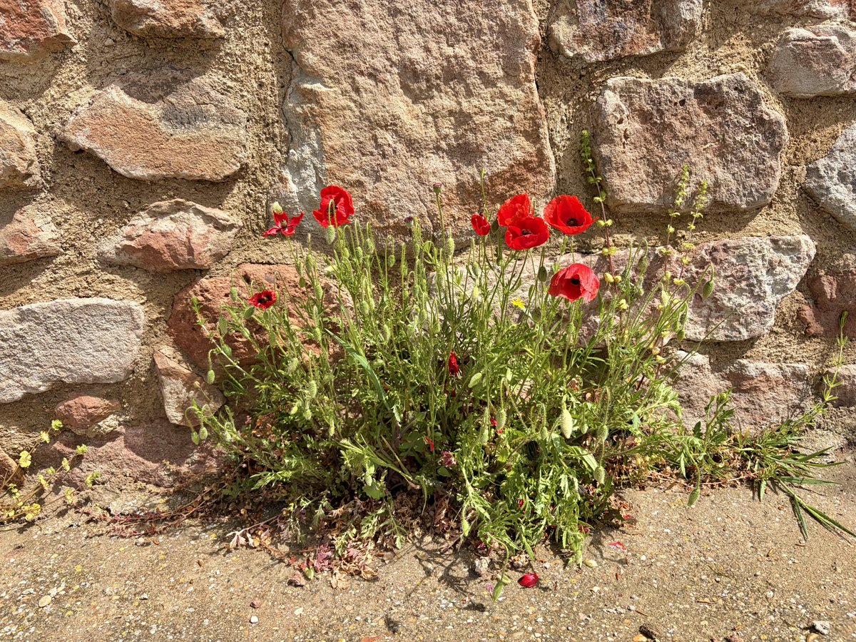 nachoramosc's tweet image. Esta exuberancia verde no solo define el paisaje, sino también la identidad y la calidad de vida del pueblo. #Guadalajara #Castilla
