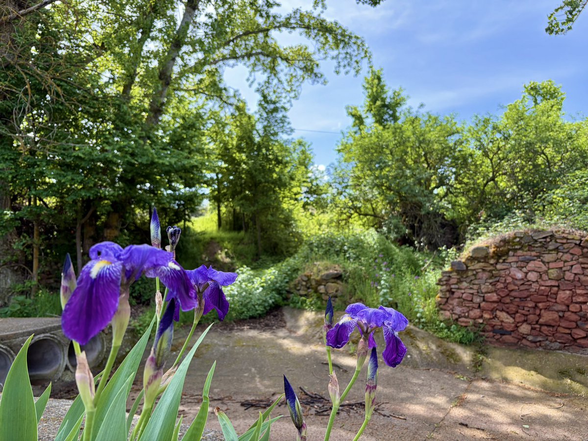 nachoramosc's tweet image. Esta exuberancia verde no solo define el paisaje, sino también la identidad y la calidad de vida del pueblo. #Guadalajara #Castilla