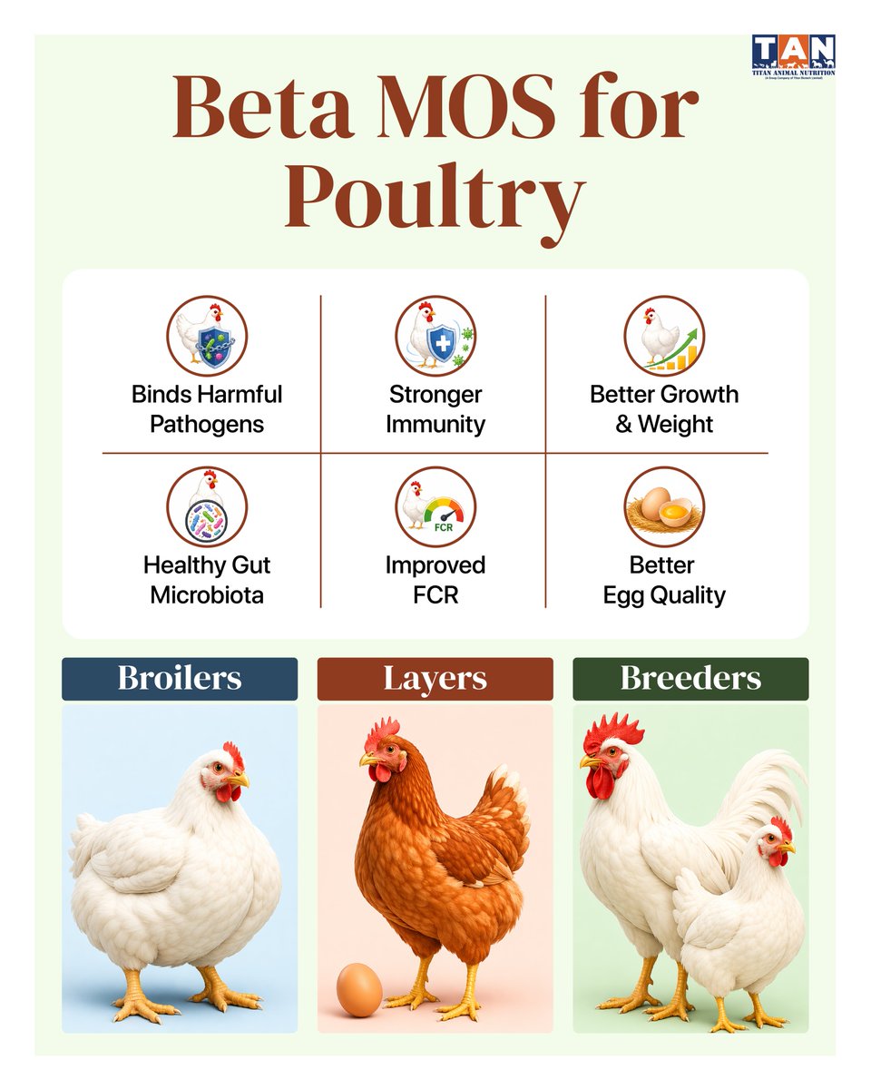 titananimalfeed's tweet image. Beta MOS for Poultry: healthier gut, stronger flock.Binds harmful pathogens, balances gut microbiota, &amp;amp; supports immunity, helping broilers, layers, &amp;amp; breeders perform better.

Learn more:
titananimalnutrition.com/mannan-oligosa…

#BetaMOS #PoultryNutrition #GutHealth #AnimalFeedIngredients