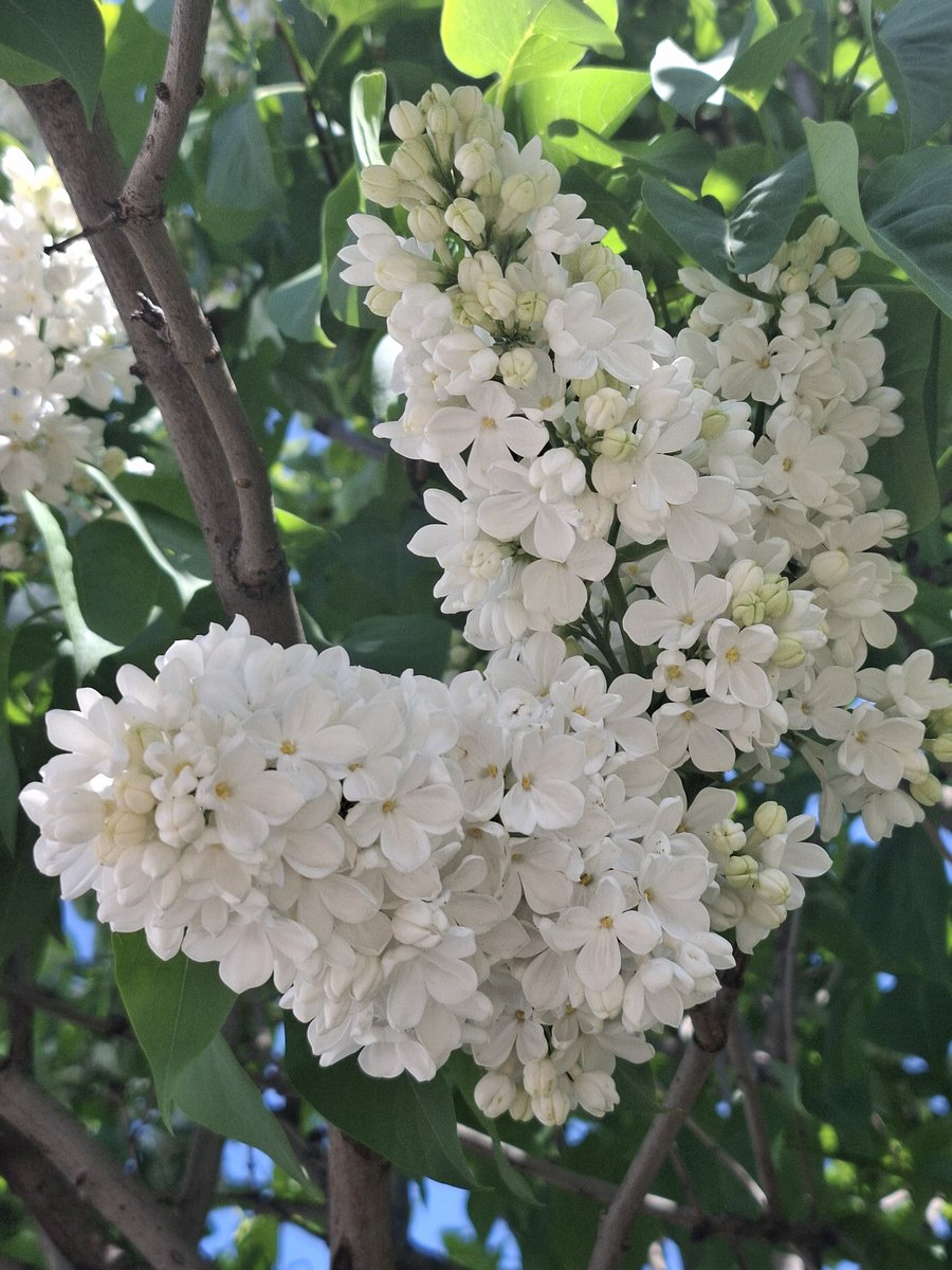 lost in the dream🦋7TH YEAR🤍 tweet media