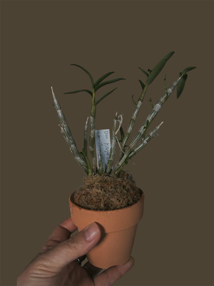 ______str0505's tweet photo. 高パラちゃん植え替えて、去年の高芽別植えした。ずっと石斛植え替えしてたから、間違って高植えしちゃった。まぁいいか。 https://t.co/qSotuQIk0b