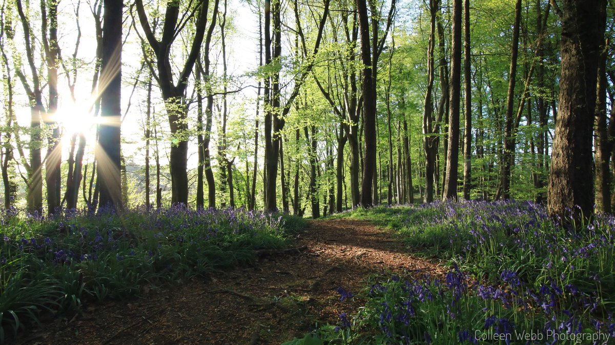 ColleenWebb0's tweet photo. Portglenone forest and its beautiful bluebells on a lovely sunny evening. @barrabest @bbcniweather @WeatherCee @Louise_utv https://t.co/4EFskyPZam