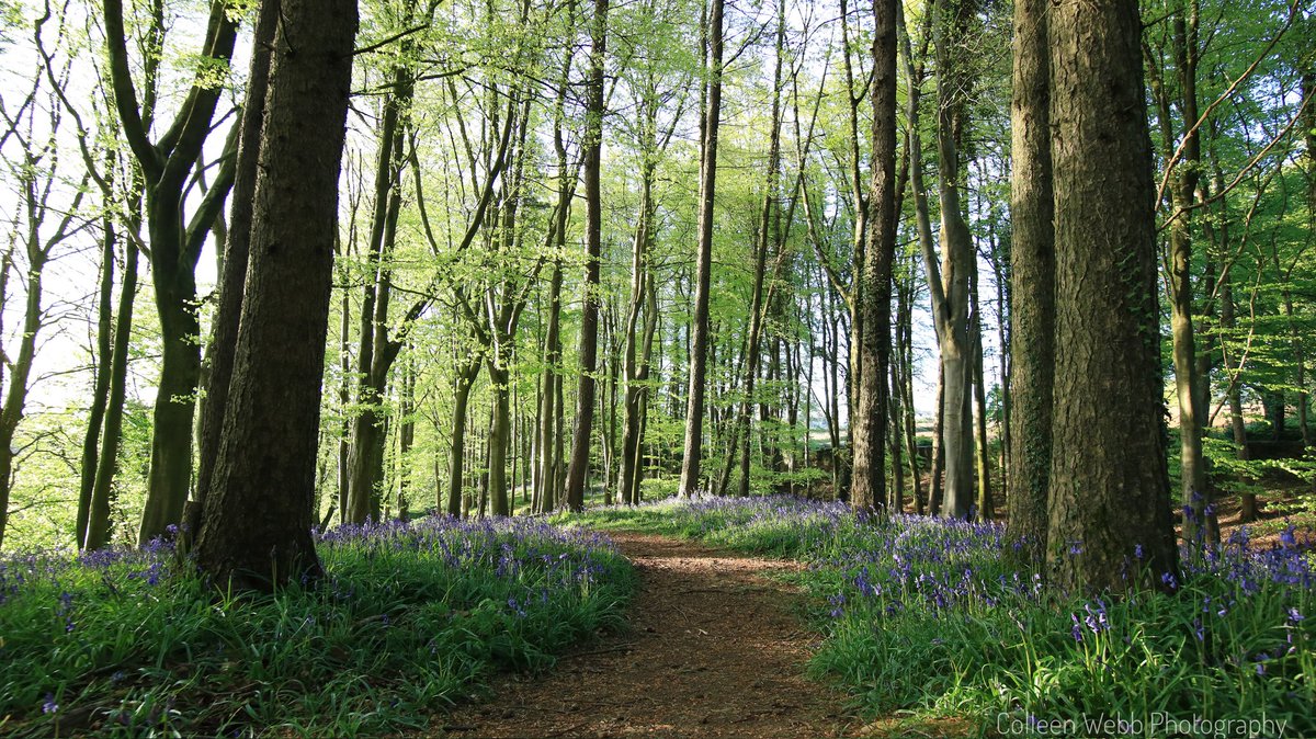 ColleenWebb0's tweet photo. Portglenone forest and its beautiful bluebells on a lovely sunny evening. @barrabest @bbcniweather @WeatherCee @Louise_utv https://t.co/4EFskyPZam