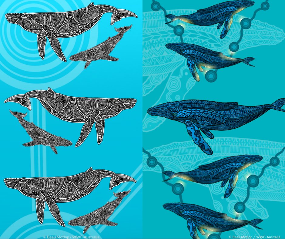 WWF_Australia's tweet image. 🐋 Have a look at these stunning Indigenous whale art wallpapers from Jirrbal, Wagedoegam, Ngapuhi &amp;amp; Scottish artist Beau Pennefather-Motlop! They’re free for you to download here:
wwf.org.au/what-we-do/wha…
#WWFAustralia #Whales #Creative #IndigneousArt 🌏