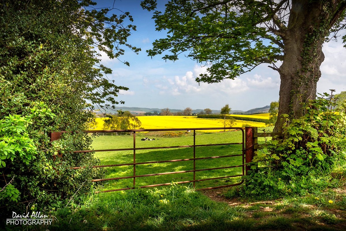 davidm_allan's tweet image. Springtime and this North Yorkshire countryside landscape near Great Ayton is really enhanced by the almost iridescent fields of oilseed rape, verdant greenery and blue skies.
#engalnd #northyorkshire #countryside #spring #april2026 #landscape #photography