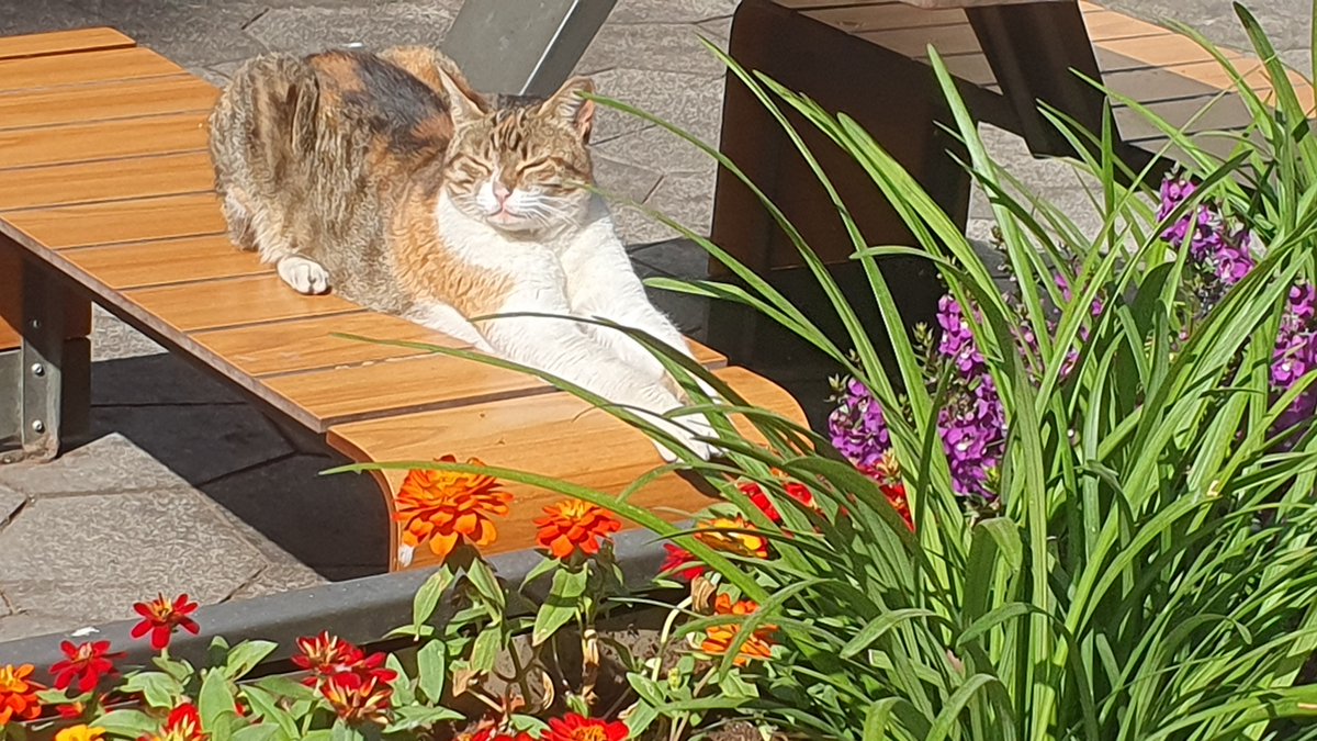 CatsEastTLV's tweet photo. שאגת הארי Out, שאגת הטריקולורית - In
 חברה מתוקה מתחממת בפארק הלאומי רמת גן
#פידחתולים #להחמיד_את_הפיד https://t.co/Vh4NTbRXKZ