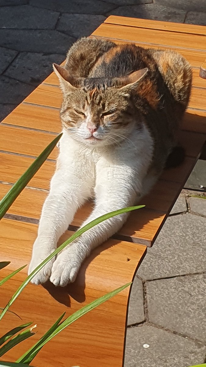 CatsEastTLV's tweet photo. שאגת הארי Out, שאגת הטריקולורית - In
 חברה מתוקה מתחממת בפארק הלאומי רמת גן
#פידחתולים #להחמיד_את_הפיד https://t.co/Vh4NTbRXKZ