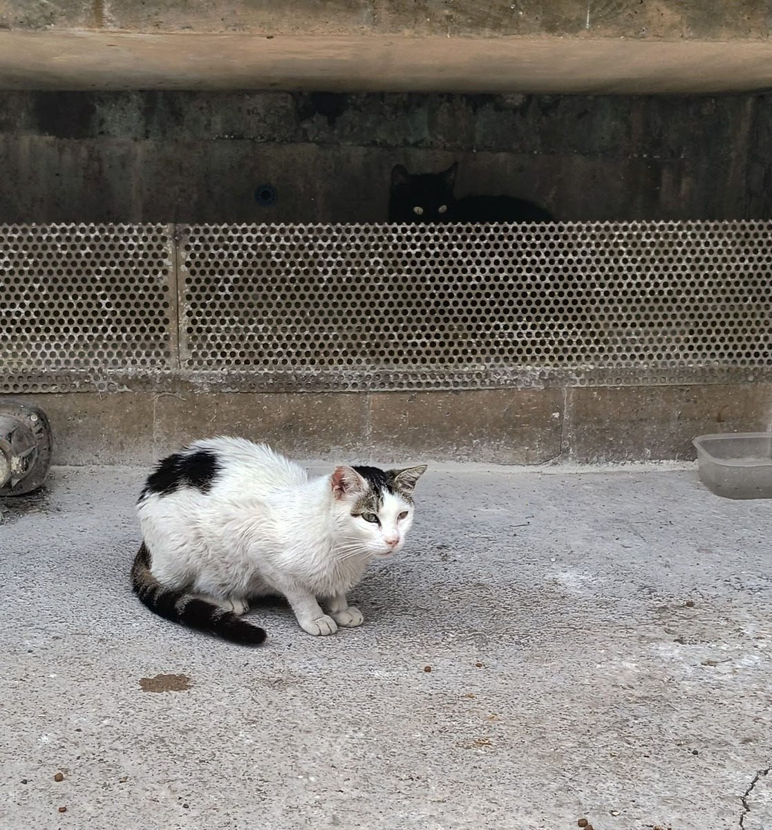 AcofalX's tweet image. DIFUNDO.
MUY URGENTE: Gato d +5 años, esterilizado, negativo en todo, busca un hogar, le encantan los mimos.
Vive escondido entre tubos de una fuente pública Alicante 
Apareció allí , seguramente fruto de un abandono.
Se está poniendo malito por dejar de comer 
 689308633 Gloria