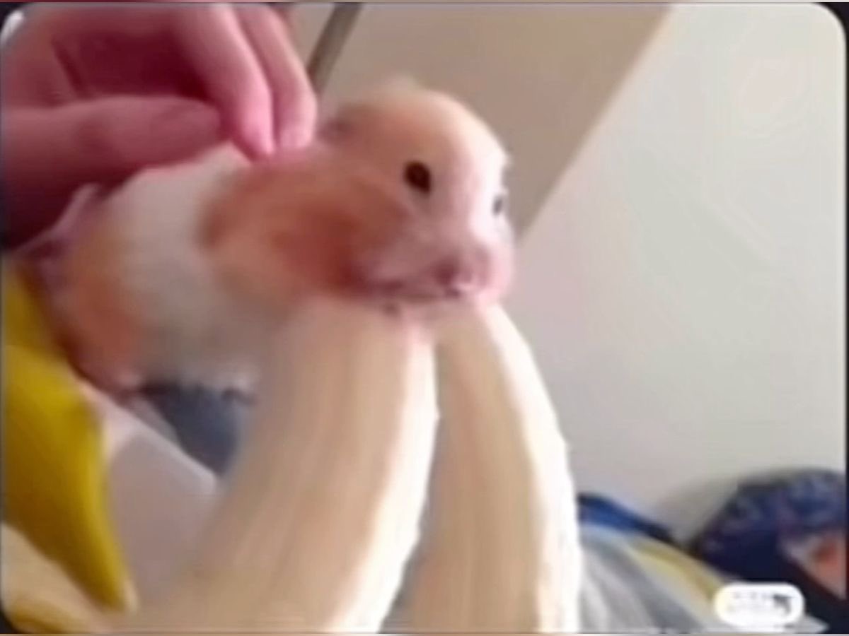 embe 🐰 tweet media