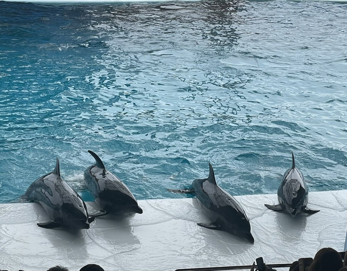 イルカちゃんカワイイ🐬💖 #smiles