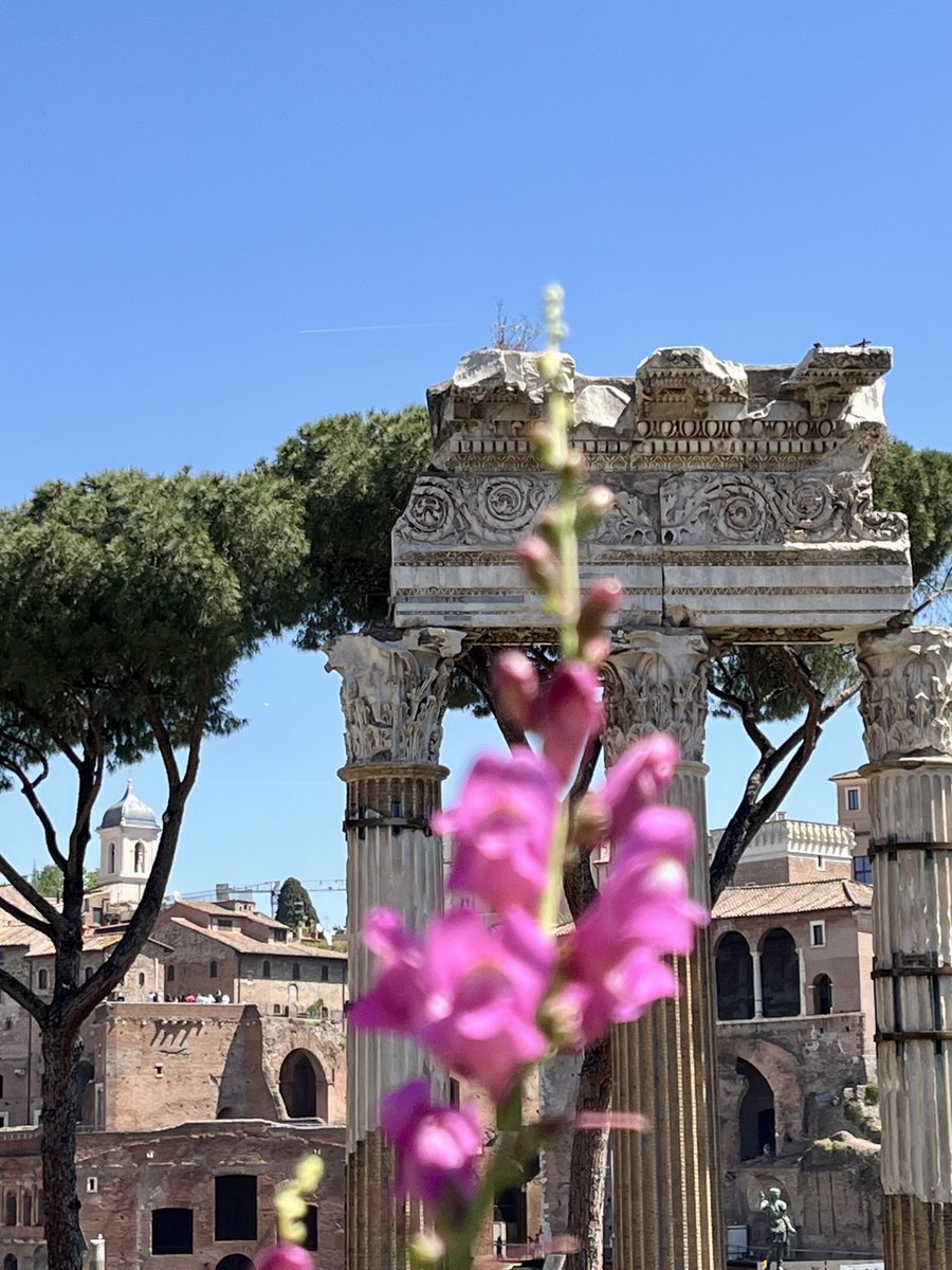 caputmundiHeidi's tweet image. Splendidi panorami nei pressi del Foro di Cesare, lungo l'antico Clivo Argentario… 
Le bocche di drago sono in fiore 

#Roma 🤍