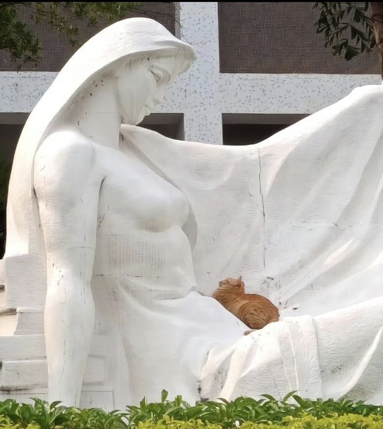 No Cats No Life tweet media