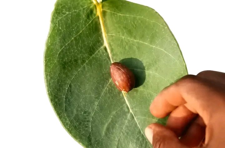 FÍDÍPÒTE 👑 tweet media