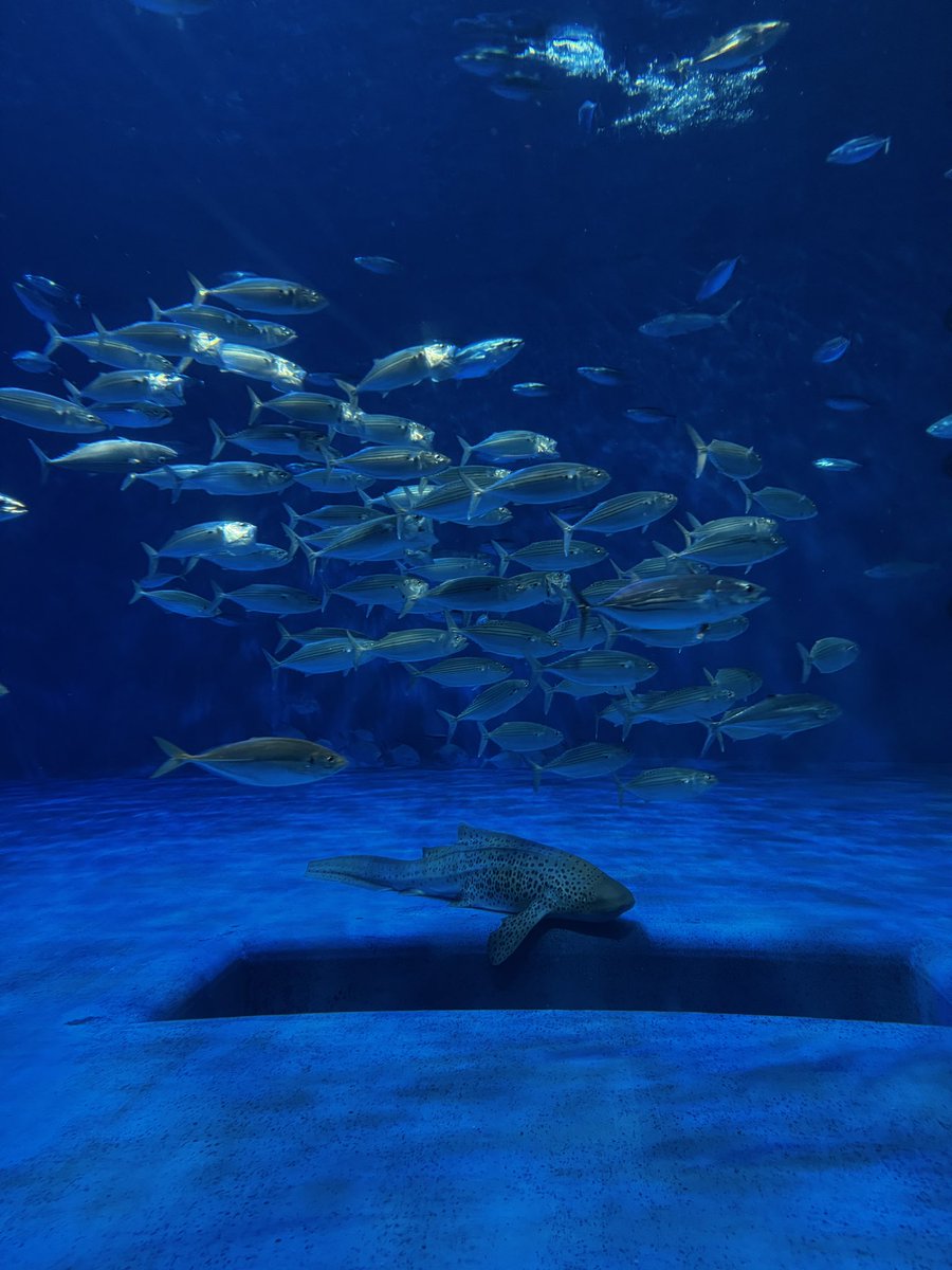 最初の水槽で目的達成された🦈