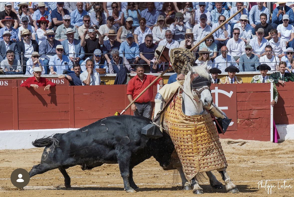 javiertorear's tweet photo. A los taurinos :  Si, hay toros que van 3 veces al caballo y luego embisten en la muleta . Lo hemos visto https://t.co/v2umTDHRrR