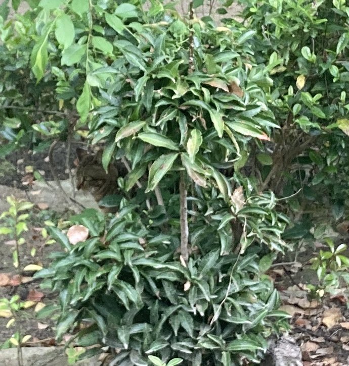 yorichan No.1103 tweet media