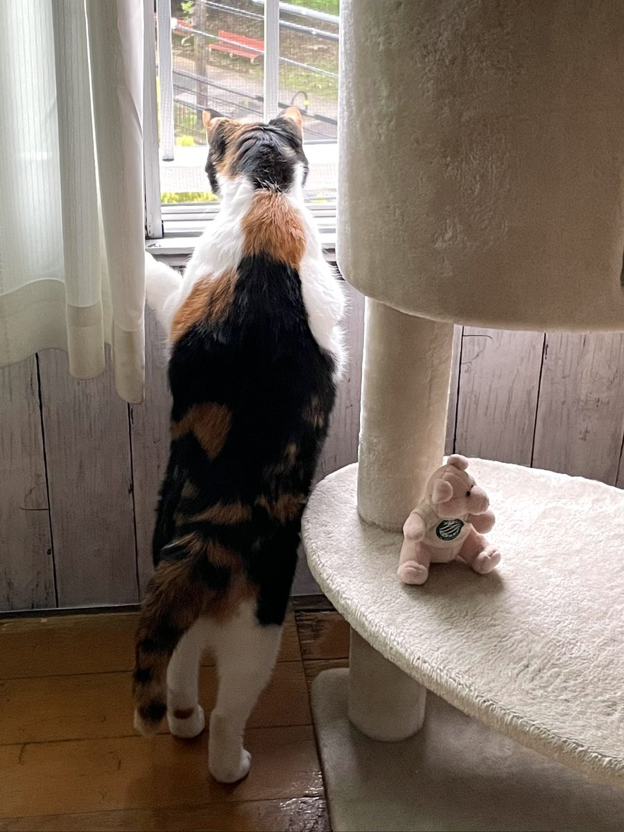 saya14379126's tweet image. どんより曇ってますにゃ☁️
#三毛猫 #保護猫 #ニャルソック #CatsAreFamily #PeaceForAll