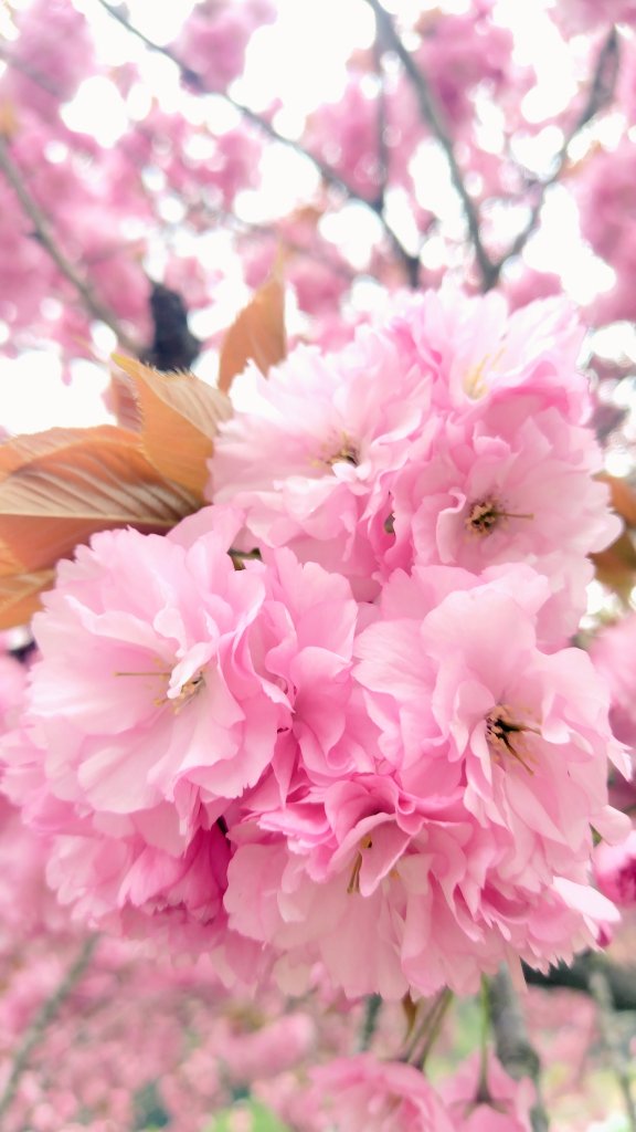 habunomikan's tweet image. Hi Jimmy and Ohm! 
How's your practice for DMDLAND3 going? 
The weather here isn't great, but the cherry blossoms are still in full bloom and looking beautiful🌸

I hope you both have a wonderful day today! ✨

#JimmyOhm 
#jimmy_jimmoi 
#ohmkrit