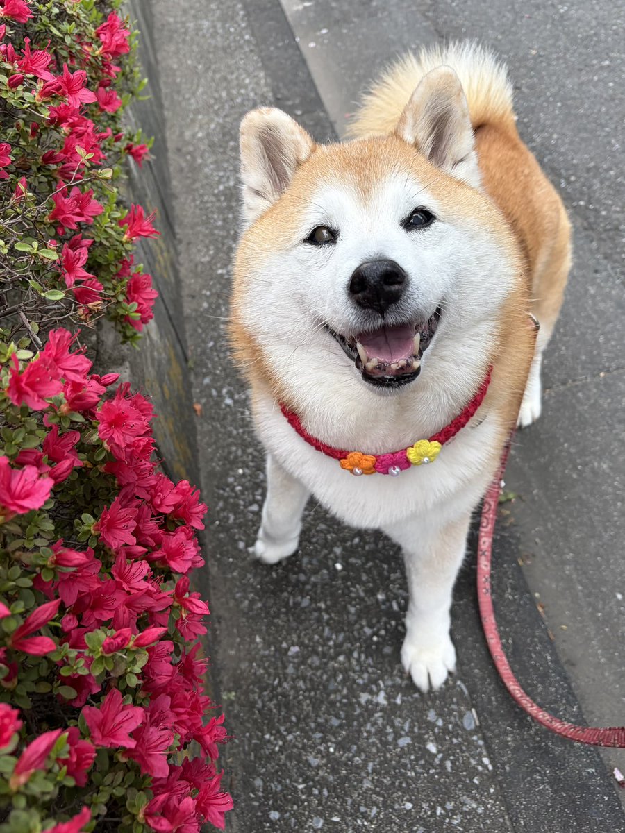 祥&柴犬のまるちゃん tweet media
